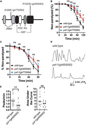 PXF-1 promotes synapse development at the neuromuscular junction in Caenorhabditis elegans